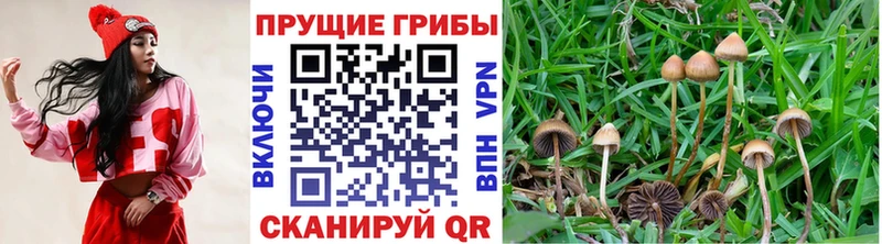 Псилоцибиновые грибы Psilocybine cubensis  как найти наркотики  Махачкала 
